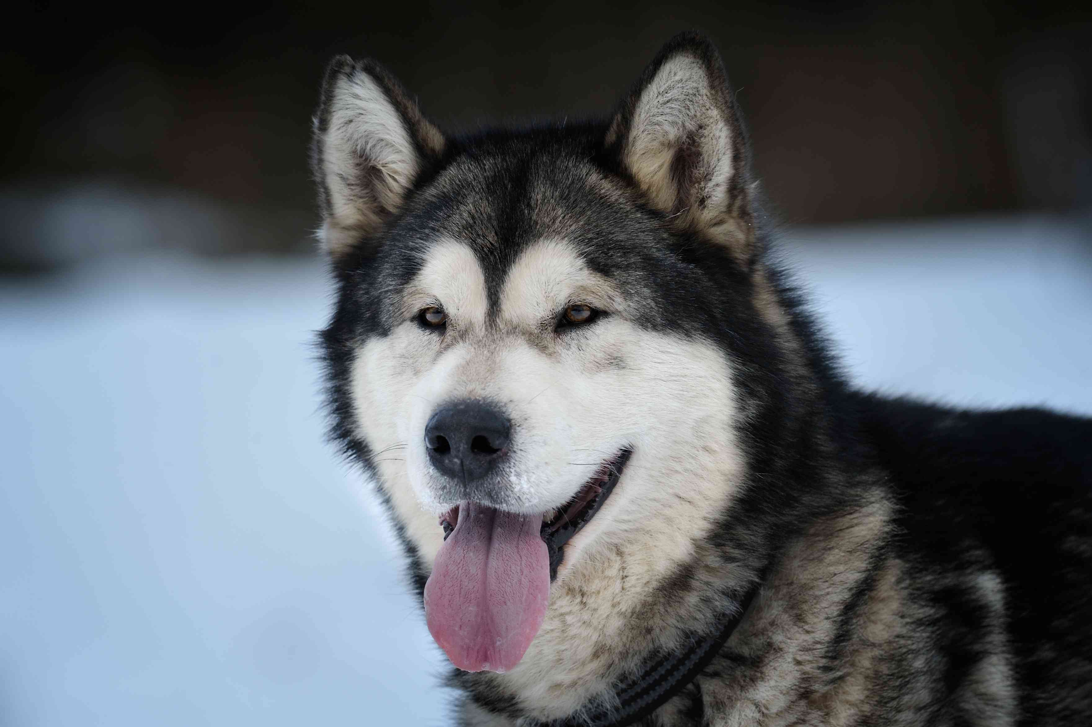 阿拉斯加雪橇犬微笑