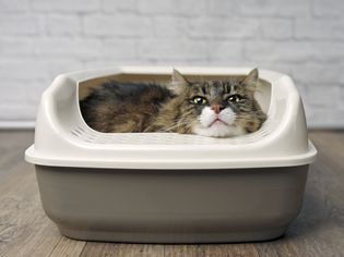 猫砂盆里的猫