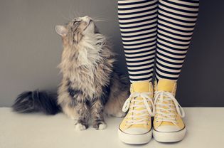 猫在女人的脚边抬头看着她
