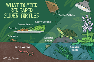 说明如何喂养红耳龟