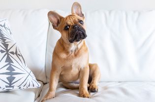 法国斗牛犬，棕色皮毛，尖耳朵，坐在白色沙发上