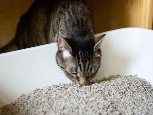 棕色和黑色的猫嗅着猫砂盒