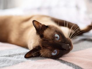 暹罗猫躺在灰粉相间的毯子上