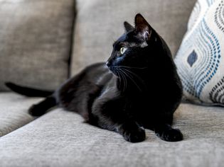 黑猫坐在灰色沙发上看向别处