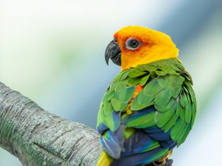 一只栖息在树上的珍达鹦鹉(Aratinga jandaya)，也被称为珍达鹦鹉(jandaya parakeet)，是一种新热带地区的小鸟类，发现于巴西东北部。