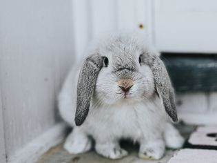 生病的宠物兔子