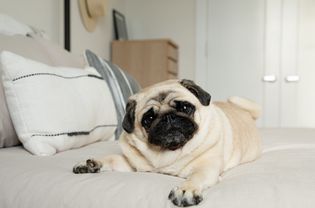 奶油色和黑色的哈巴狗躺在铺好的床上