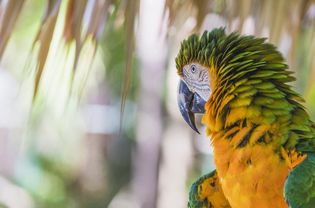 在巴哈马看到的卡特琳娜金刚鹦鹉的特写，也被称为彩虹金刚鹦鹉。