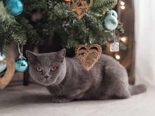 花斑猫在圣诞树上玩耍，圣诞佳节