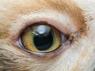 猫的眼睛特写