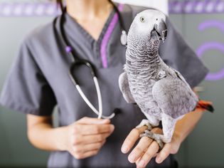 兽医正在给一只鹦鹉做身体检查。