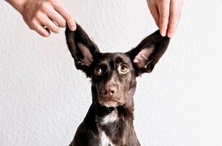 狗狗常见的耳朵问题