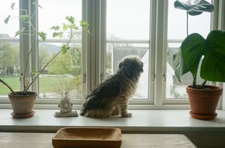 狗在室内植物旁边向窗外看。