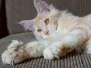 褐色和白色多指猫躺在棕色表面