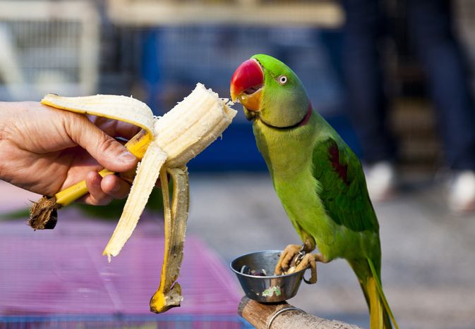 鹦鹉吃香蕉