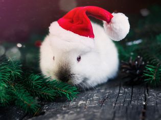 兔子在圣诞树上
