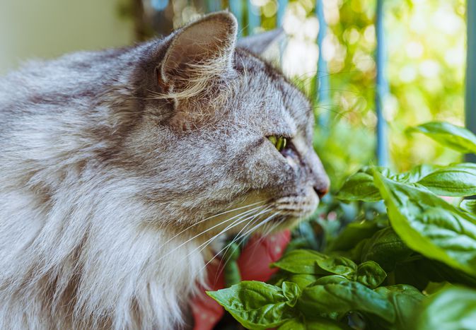 银色的虎斑猫嗅着芬芳的罗勒植物