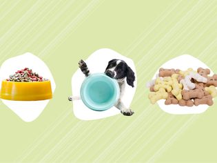 照片合成的狗粮碗，狗与碗和狗骨头在绿色背景