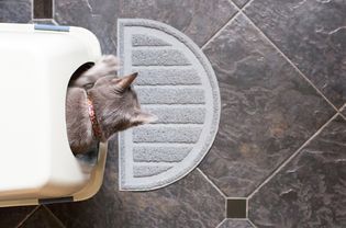 鸟瞰图的猫在猫砂盒与地毯瓷砖地板。