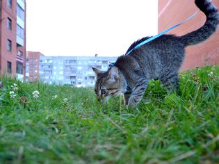猫在草地上的建筑物和晴朗的天空