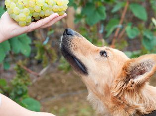 狗能吃葡萄吗?