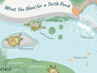 海龟池需要的图解