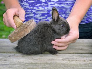 刷牙的兔子