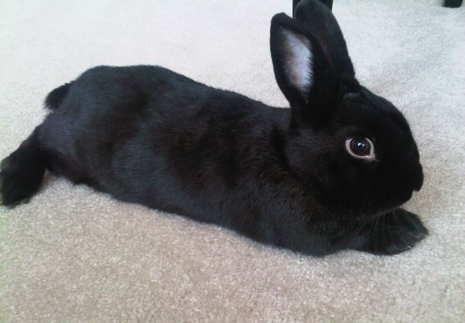 黑哈瓦那兔躺在地毯上。