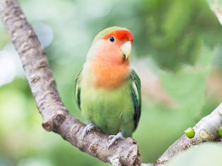 绿橙脸的爱情鸟站在花园里的树上