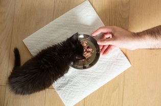 黑猫从小金属碗吃猫粮纸巾