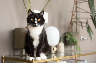 黑色和白色的猫坐在玻璃顶部边缘装饰项目和室内植物