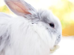 一只中毛灰白色的兔子