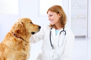 金毛猎犬正在看兽医。