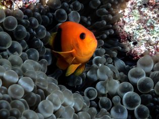 红马背小丑鱼与海葵的特写——泰国
