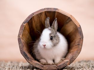 兔子在木花盆里