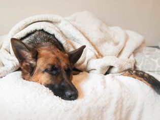 德国牧羊犬睡在床上盖着毯子