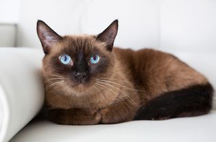棕色缅甸猫，浅蓝色眼睛，躺在白色的座位上