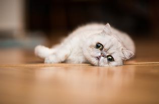 异国情调的短毛猫在地板上休息