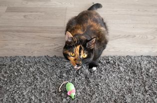 橙色和黑色的猫后面的绿色玩具老鼠在灰色的地毯