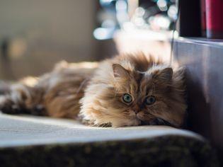 棕色的波斯猫在地毯上休息