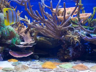 有鱼和珊瑚的水族馆