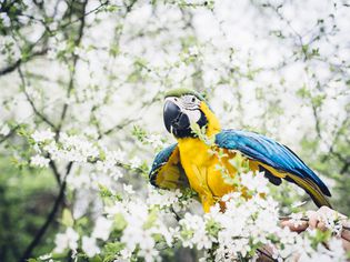金刚鹦鹉坐在樱花树上