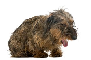 铁丝毛的达克斯猎犬在呕吐、咳嗽或打哈欠。