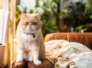 棕色和白色的家猫坐在沙发扶手上