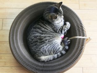你认为猫挠纸板躺椅