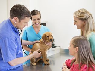 兽医，兽医助理，狗和主人