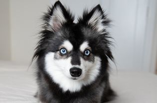 黑白相间的狗，浅蓝色的眼睛和尖尖的耳朵