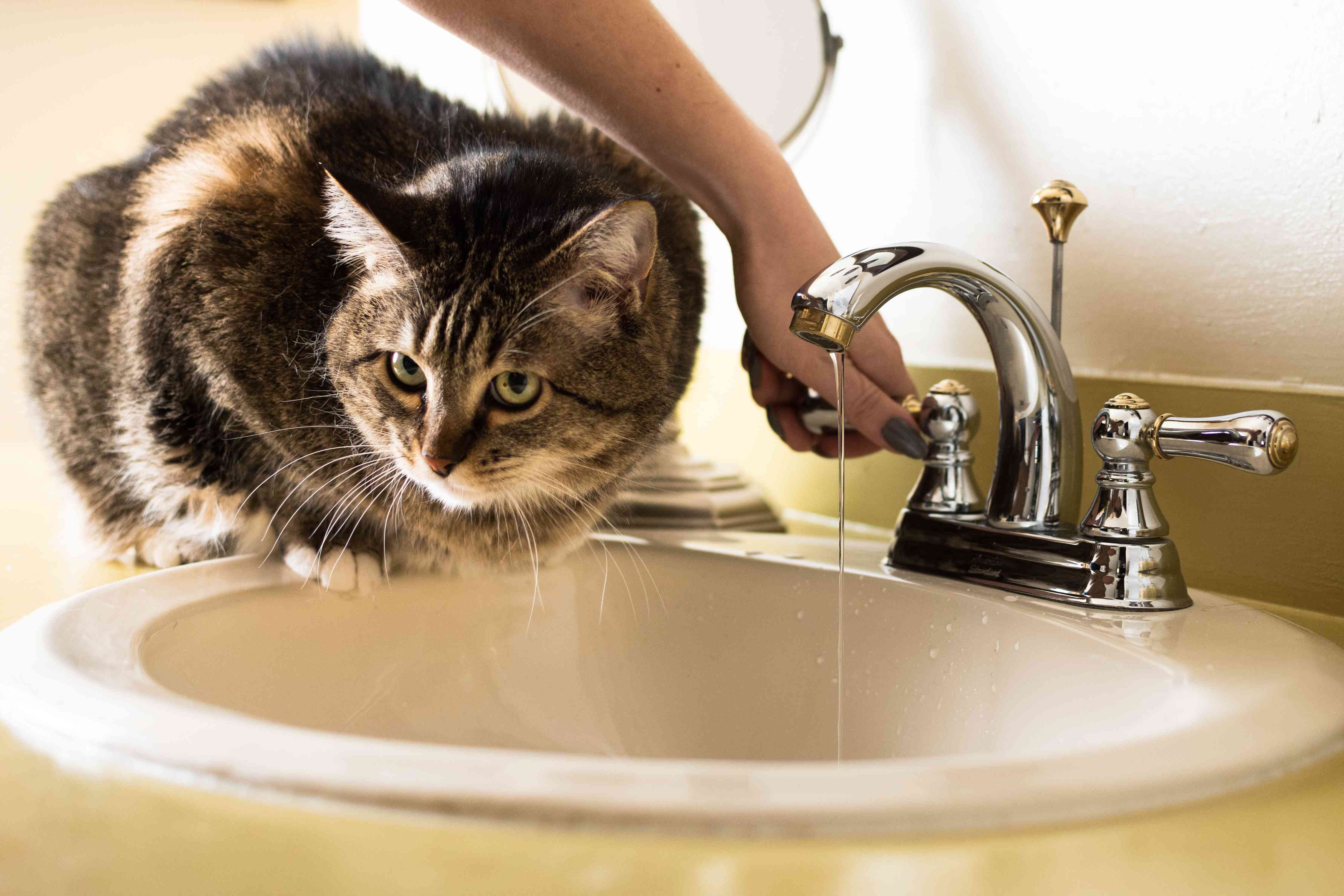 棕色的猫坐在水槽边，水从水龙头流出