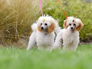 卷毛的白色和褐色的贵宾犬站在五颜六色的滤水器上