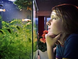 一个孩子在看鱼缸